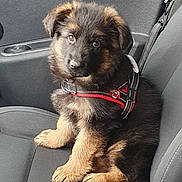 Belle a rejoint le concours — aidez-le/la à gagner de superbes lots ! animal, black, brown, canine, car_seat, companion, cute, dog, domestic_animal, fur, german_shepherd, interior, leash, pet, puppy, seatbelt, sitting, vehicle, window, young