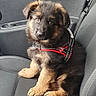 animal, black, brown, canine, car_seat, companion, cute, dog, domestic_animal, fur, german_shepherd, interior, leash, pet, puppy, seatbelt, sitting, vehicle, window, young