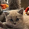 Loki is registered to the contest to win money with this photo: animal, blanket, cat, cozy, cute, cute_pet, domestic, eyes, feline, fluffy, fur, indoor, kitten, multicolored, pet, relaxing, small, soft, two_cats, young