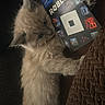 Loki joined the competition — help win amazing prizes! animal, brown, cat, closeup, cozy, curious, cute, dark_background, fluffy, furry, gift_card, indoor, kitten, pet, playful, roblox, small, soft, texture, young
