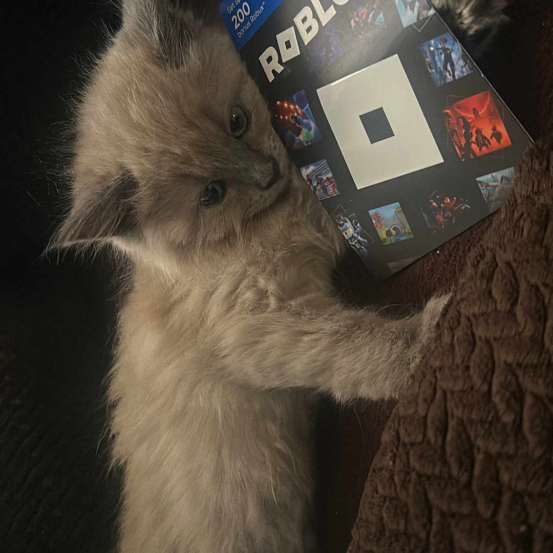 Loki