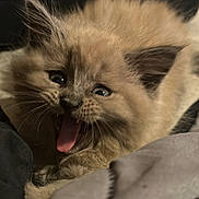 Loki joined the competition — help win amazing prizes! adorable, animal, cat, closeup, cozy, cute, ears, face, fur, furry, indoor, kitten, pet, playful, resting, sleepy, soft, tongue_out, whiskers, young