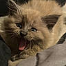 adorable, animal, cat, closeup, cozy, cute, ears, face, fur, furry, indoor, kitten, pet, playful, resting, sleepy, soft, tongue_out, whiskers, young
