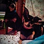 animal, blanket, collar, companions, cozy, cute, dark, dim_lighting, dog, domestic, floor, furniture, household, indoor, pet, relaxing, resting, shadow, small_dog, two_dogs