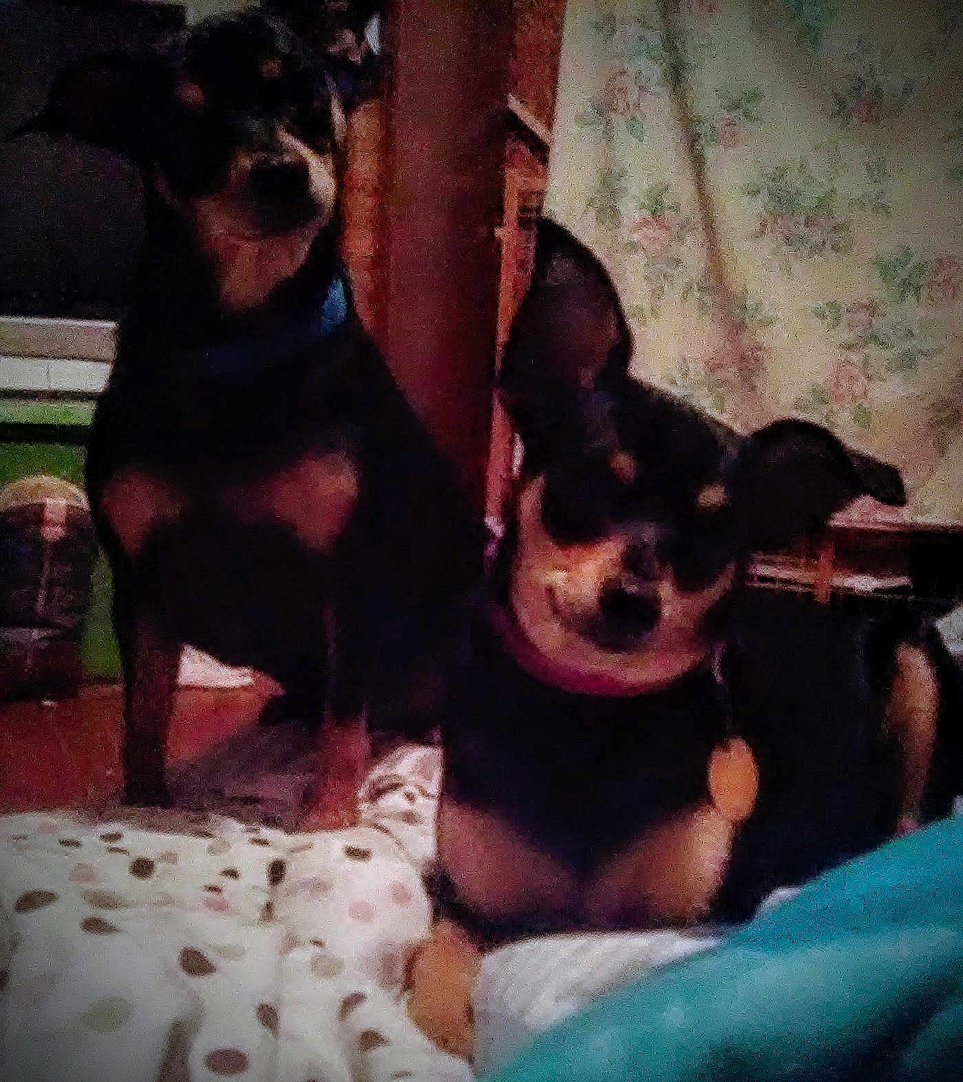 Bo And Hope