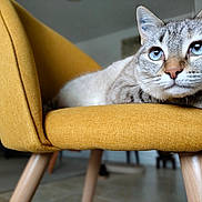 Glory a rejoint le concours — aidez-le/la à gagner de superbes lots ! cat, blue_eyes, chair, mustard_yellow, furniture, indoor, pet, animal, relaxed, fur, whiskers, paws, close_up, portrait, domestic_cat, cozy, home, wooden_legs, sitting, calm