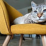 cat, blue_eyes, chair, mustard_yellow, furniture, indoor, pet, animal, relaxed, fur, whiskers, paws, close_up, portrait, domestic_cat, cozy, home, wooden_legs, sitting, calm
