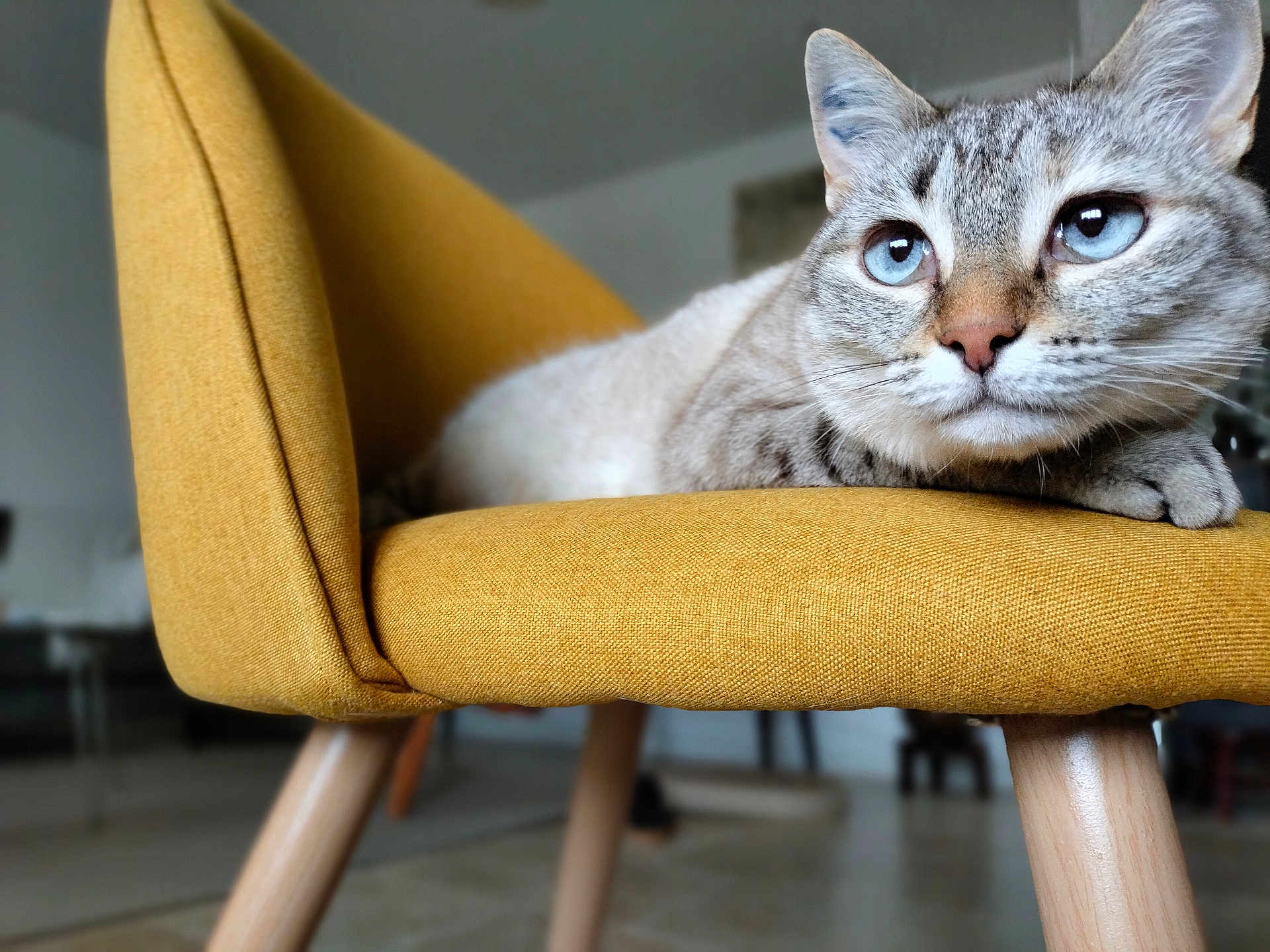 Glory a rejoint le concours — aidez-le/la à gagner de superbes lots ! cat, blue_eyes, chair, mustard_yellow, furniture, indoor, pet, animal, relaxed, fur, whiskers, paws, close_up, portrait, domestic_cat, cozy, home, wooden_legs, sitting, calm