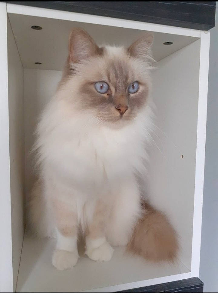 Owen participe au concours pour gagner de l'argent avec cette photo : birman, box, british_longhair, carnivore, cat, eye, fawn, felidae, fur, head, iris, paw, ragdoll, small_to_medium_sized_cats, snout, tail, whiskers, window