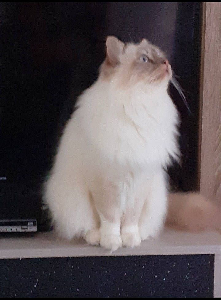 Owen participe au concours pour gagner de l'argent avec cette photo : box, british_longhair, carnivore, cat, claw, felidae, fur, paper_product, paw, ragdoll, rectangle, small_to_medium_sized_cats, snout, tail, terrestrial_animal, whiskers, window