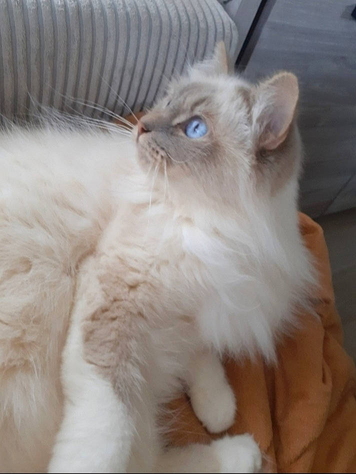 Owen participe au concours pour gagner de l'argent avec cette photo : british_longhair, carnivore, cat, claw, comfort, eye, fawn, felidae, fur, iris, paw, persian, ragdoll, small_to_medium_sized_cats, snout, tail, terrestrial_animal, whiskers