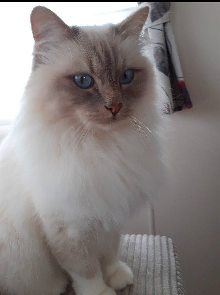 Oslo Et Owen participe au concours pour gagner de l'argent avec cette photo : british_longhair, carnivore, cat, felidae, fur, paw, ragdoll, small_to_medium_sized_cats, snout, terrestrial_animal, whiskers, window