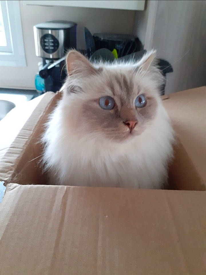 Oslo Et Owen a rejoint le concours — aidez-le/la à gagner de superbes lots ! british_longhair, carnivore, cat, fawn, felidae, flooring, fur, hardwood, home_appliance, iris, kitchen_appliance, paw, small_to_medium_sized_cats, snout, tail, terrestrial_animal, wall_plate, whiskers, wood, working_animal