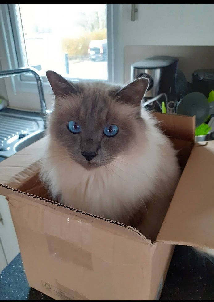 Oslo Et Owen a rejoint le concours — aidez-le/la à gagner de superbes lots ! balinese, birman, box, cardboard, carnivore, carton, cat, fawn, felidae, fur, package_delivery, packaging_and_labeling, packing_materials, paper_product, ragdoll, shipping_box, small_to_medium_sized_cats, snout, thai, whiskers