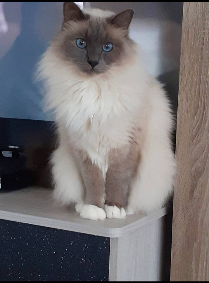 Oslo a rejoint le concours — aidez-le/la à gagner de superbes lots ! balinese, birman, british_longhair, carnivore, cat, computer_monitor, felidae, fur, ragdoll, siamese, small_to_medium_sized_cats, snout, tail, terrestrial_animal, thai, whiskers