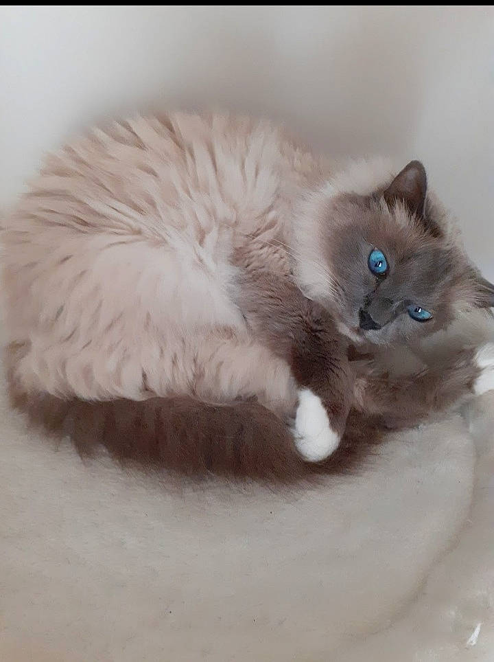 Oslo a rejoint le concours — aidez-le/la à gagner de superbes lots ! balinese, birman, british_longhair, carnivore, cat, cat_bed, claw, comfort, domestic_short_haired_cat, fawn, felidae, fur, iris, paw, ragdoll, small_to_medium_sized_cats, snout, tail, thai, whiskers