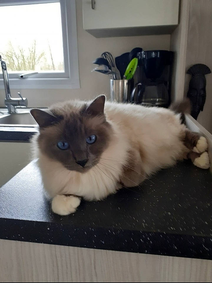 Oslo a rejoint le concours — aidez-le/la à gagner de superbes lots ! balinese, birman, carnivore, cat, fawn, felidae, flooring, fur, hardwood, houseplant, paw, plant, siamese, small_to_medium_sized_cats, snout, tail, thai, whiskers, window, wood