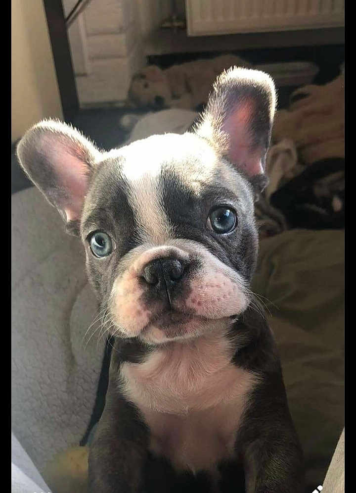 Lilo