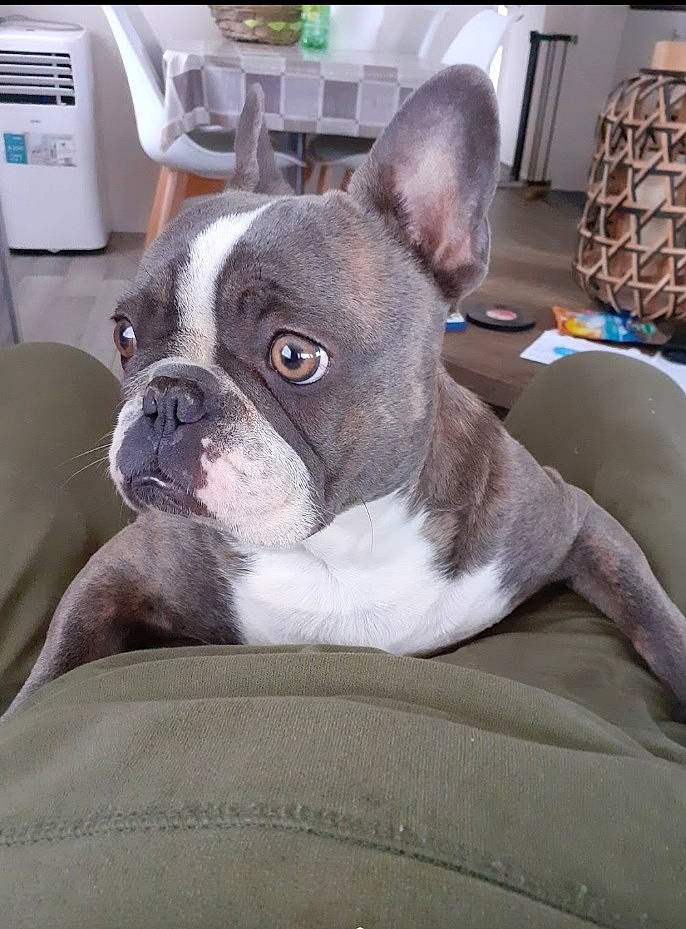 Lilo a rejoint le concours — aidez-le/la à gagner de superbes lots ! basket, boston_terrier, bulldog, canidae, carnivore, comfort, companion_dog, dog, dog_breed, ear, fawn, french_bulldog, fur, snout, sporting_group, terrestrial_animal, toy_dog, whiskers, working_animal, wrinkle