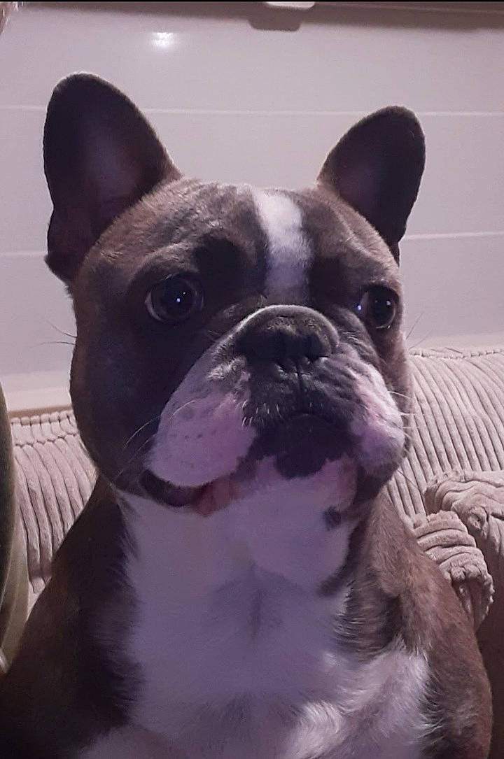 Lilo a rejoint le concours — aidez-le/la à gagner de superbes lots ! art, boston_terrier, bulldog, canidae, carnivore, comfort, companion_dog, dog, dog_breed, ear, fawn, french_bulldog, mammal, non_sporting_group, snout, terrestrial_animal, toy_dog, vertebrate, whiskers, working_animal