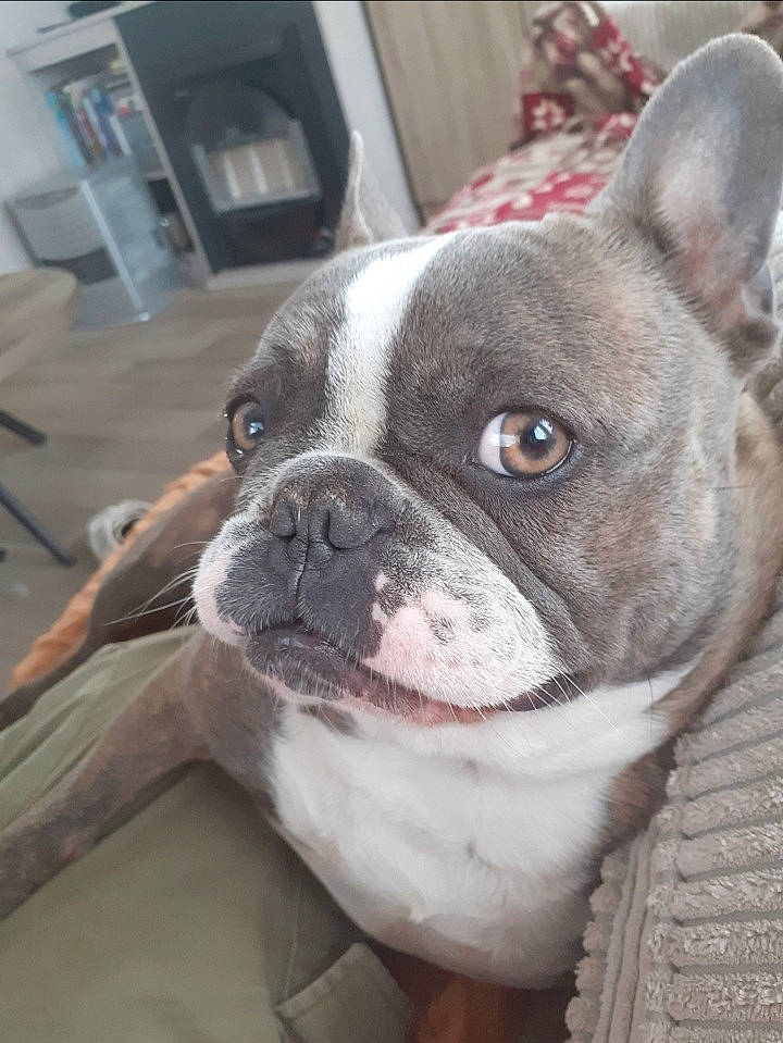 Lilo participe au concours pour gagner de l'argent avec cette photo : bulldog, carnivore, comfort, companion_dog, dog, dog_breed, door, ear, fawn, flooring, french_bulldog, non_sporting_group, snout, sporting_group, terrestrial_animal, toy_dog, whiskers, working_animal, wrinkle