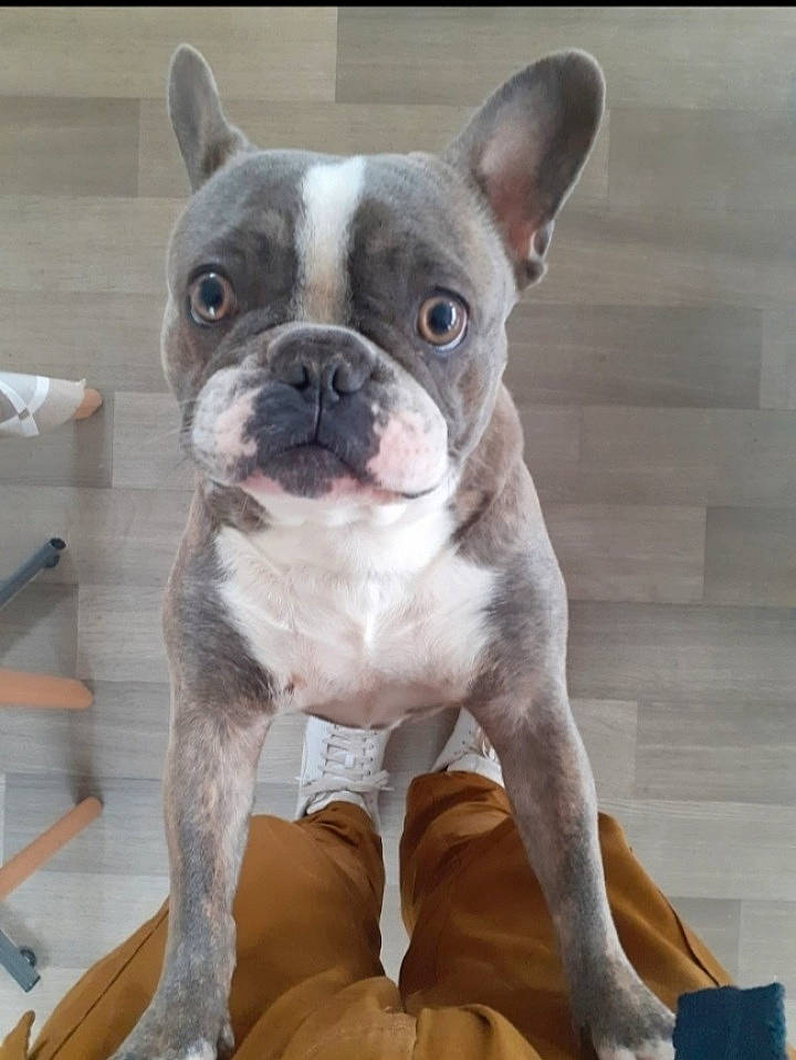 Lilo participe au concours pour gagner de l'argent avec cette photo : boston_terrier, bulldog, canidae, carnivore, collar, comfort, companion_dog, dog, dog_breed, ear, fawn, french_bulldog, molosser, non_sporting_group, snout, sporting_group, terrestrial_animal, toy_dog, whiskers, working_animal