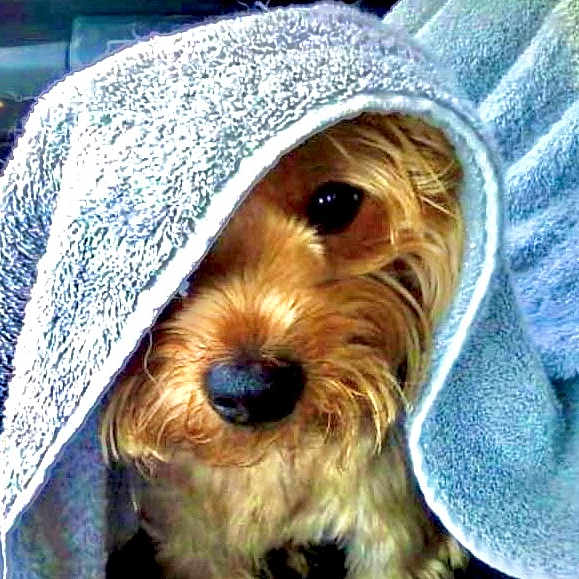 Parker is registered to the contest to win money with this photo: beard, canidae, cap, carnivore, companion_dog, dog, dog_breed, electric_blue, eye, facial_hair, fur, hat, head, small_terrier, snout, sporting_group, terrier, toy_dog