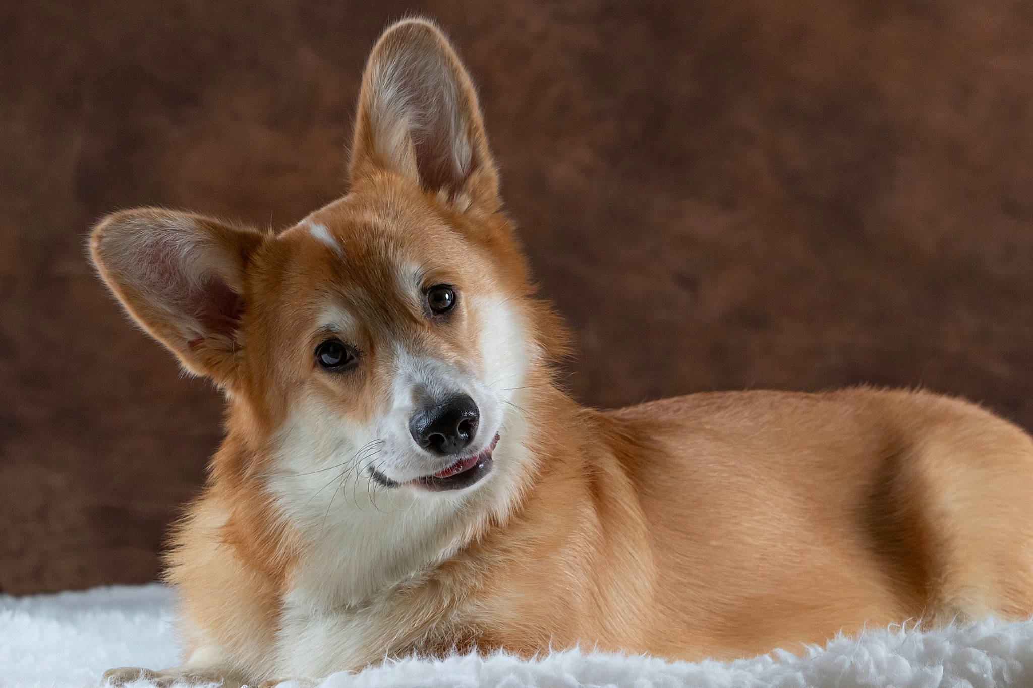 Pancake participe au concours pour gagner de l'argent avec cette photo : ancient_dog_breeds, canidae, cardigan_welsh_corgi, carnivore, companion_dog, corgi_chihuahua, dingo, dog, dog_breed, fawn, mammal, norwegian_lundehund, pembroke_welsh_corgi, puppy, snout, vertebrate, welsh_corgi, whiskers