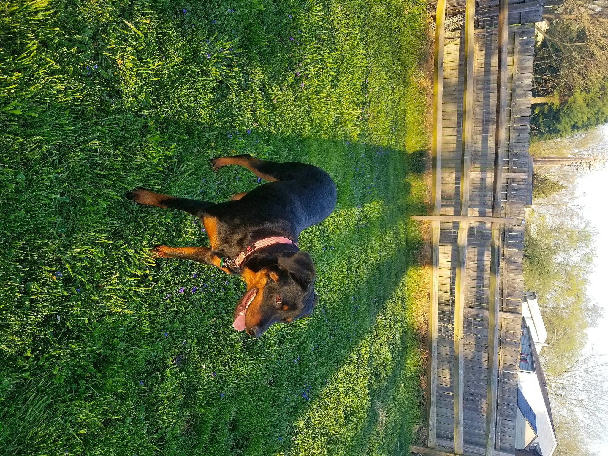 Myka is registered to the contest to win money with this photo: canidae, dog, grass, green, plant, tree