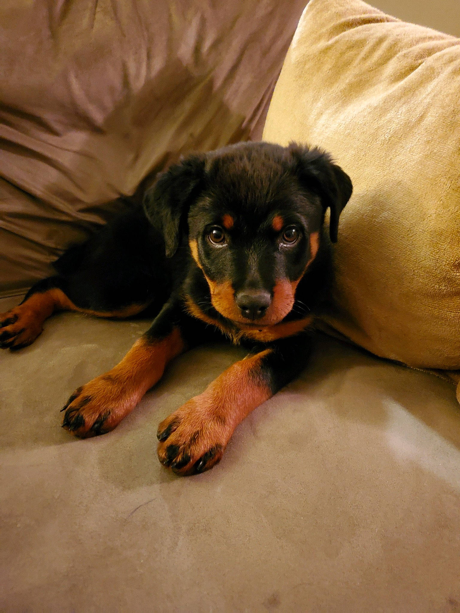 Myka is registered to the contest to win money with this photo: austrian_black_and_tan_hound, black_and_tan_terrier, canidae, carlin_pinscher, carnivore, companion_dog, dog, dog_breed, german_pinscher, guard_dog, huntaway, mammal, miniature_pinscher, pinscher, puppy, rottweiler, smaland_hound, snout, sporting_group, vertebrate