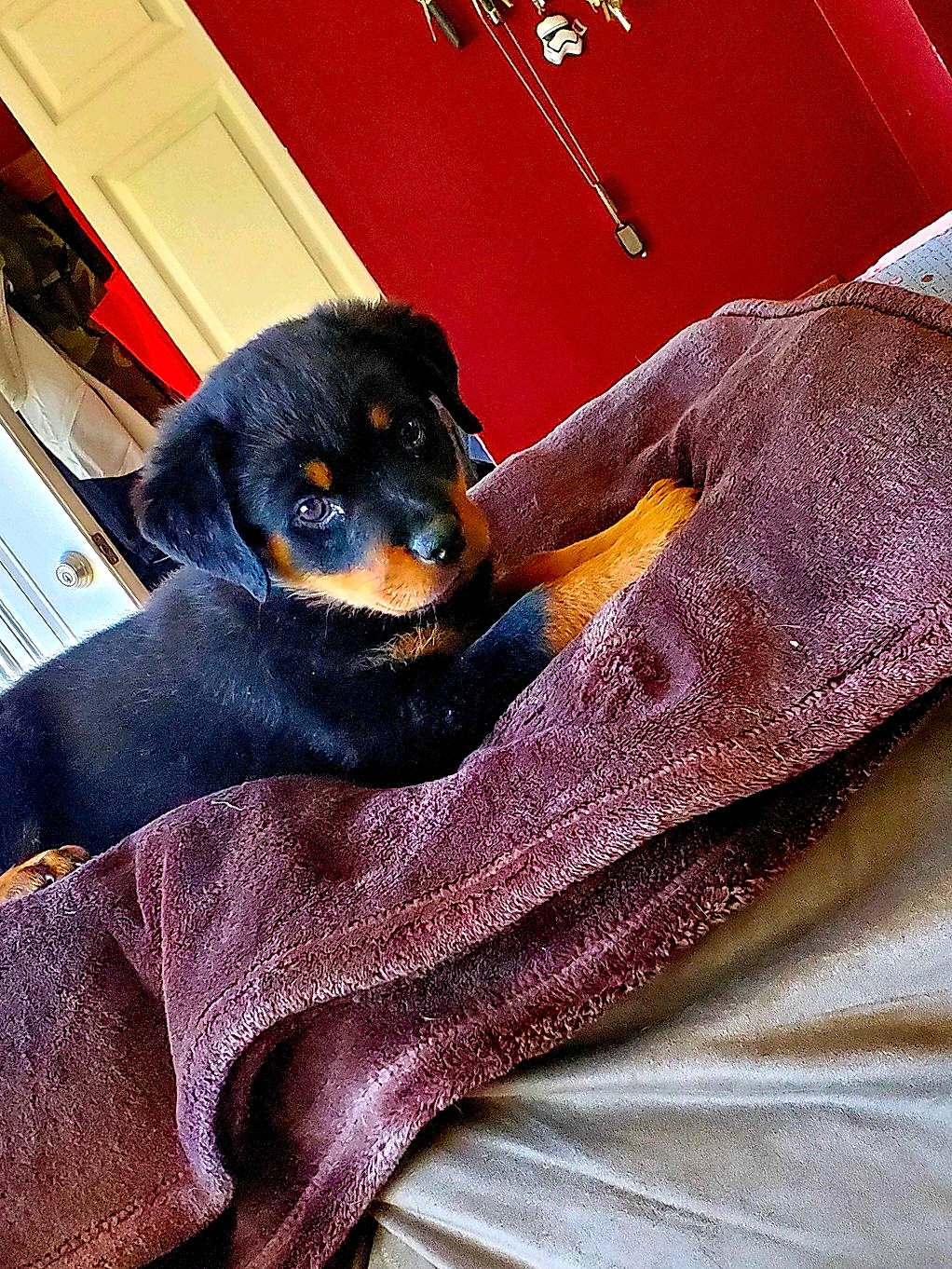 Myka is registered to the contest to win money with this photo: canidae, carnivore, companion_dog, dog, dog_breed, miniature_pinscher, puppy, rottweiler, working_dog