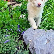 Koda joined the competition — help win amazing prizes! animal, canine, close_up, daylight, dog, fluffy, fur, garden, greenery, leaf, nature, outdoor, pet, plants, purple_flowers, rock, spring, walking, white_dog, wooden_fence