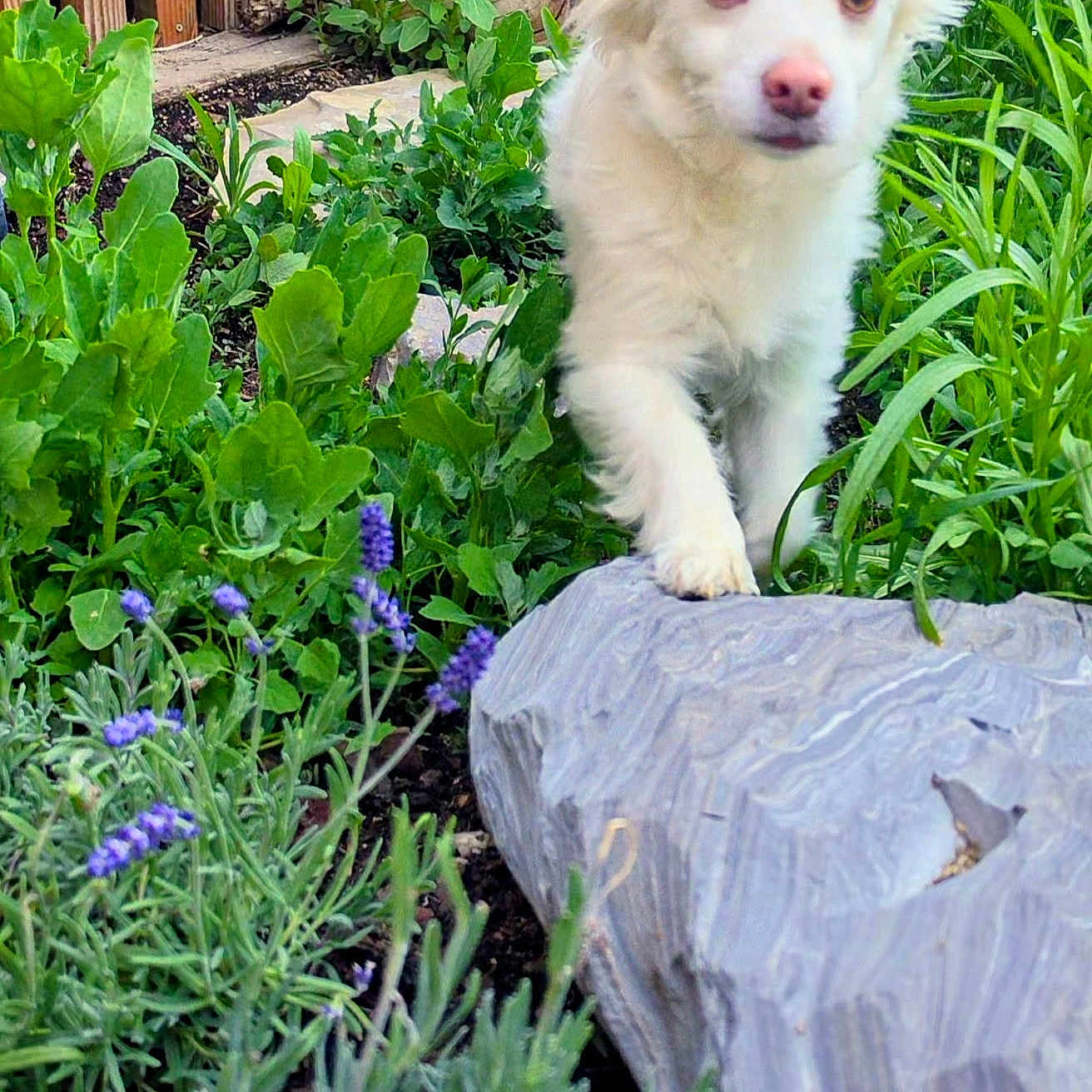 Koda