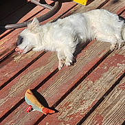 Koda is registered to the contest to win money with this photo: dog, white_dog, sleeping, tongue_out, toy, fish_toy, wooden_deck, sunlight, outdoor, pet, relaxed, fluffy, daylight, shadow, floor, animal, resting, playful, quiet, peaceful