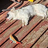 animal, daylight, dog, fish_toy, floor, fluffy, outdoor, peaceful, pet, playful, quiet, relaxed, resting, shadow, sleeping, sunlight, tongue_out, toy, white_dog, wooden_deck