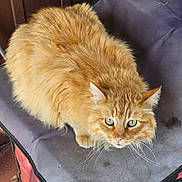 Bb is registered to the contest to win money with this photo: cat, orange_cat, fluffy, pet, animal, green_eyes, feline, indoor, cushion, purple_cushion, chair, wooden_background, fur, whiskers, looking_up, cute, domestic_cat, resting, close_up, alert