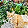 Bb joined the competition — help win amazing prizes! cat, orange_tabby, fluffy_fur, garden, flowers, wildflowers, outdoor, wooden_surface, curious, greenery, plants, colorful, nature, pet, animal, whiskers, ears, tail, sunlight, daytime