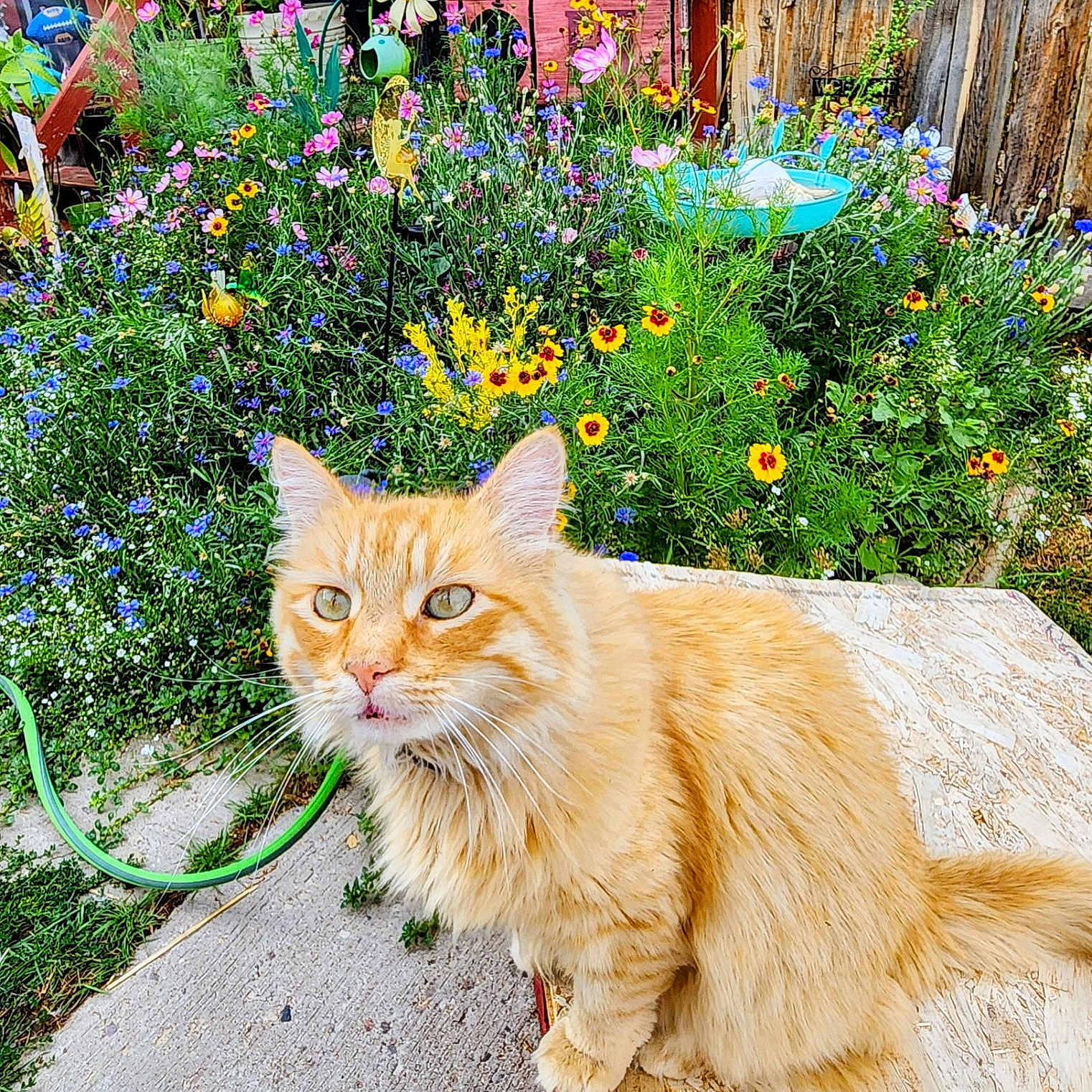 Bb joined the competition — help win amazing prizes! cat, orange_tabby, fluffy_fur, garden, flowers, wildflowers, outdoor, wooden_surface, curious, greenery, plants, colorful, nature, pet, animal, whiskers, ears, tail, sunlight, daytime