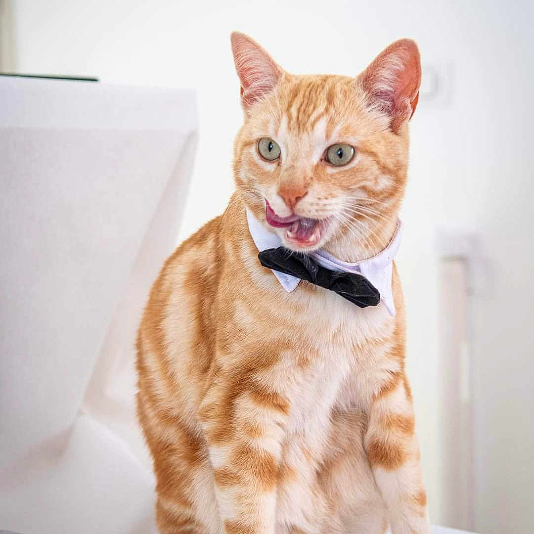 Scoubidou a rejoint le concours — aidez-le/la à gagner de superbes lots ! abyssinian, accessories, angora, animal, blanket, cat, doctor, document, formalwear, hair, indoors, interiordesign, kitten, manx, necktie, person, pet, receipt, text, tie