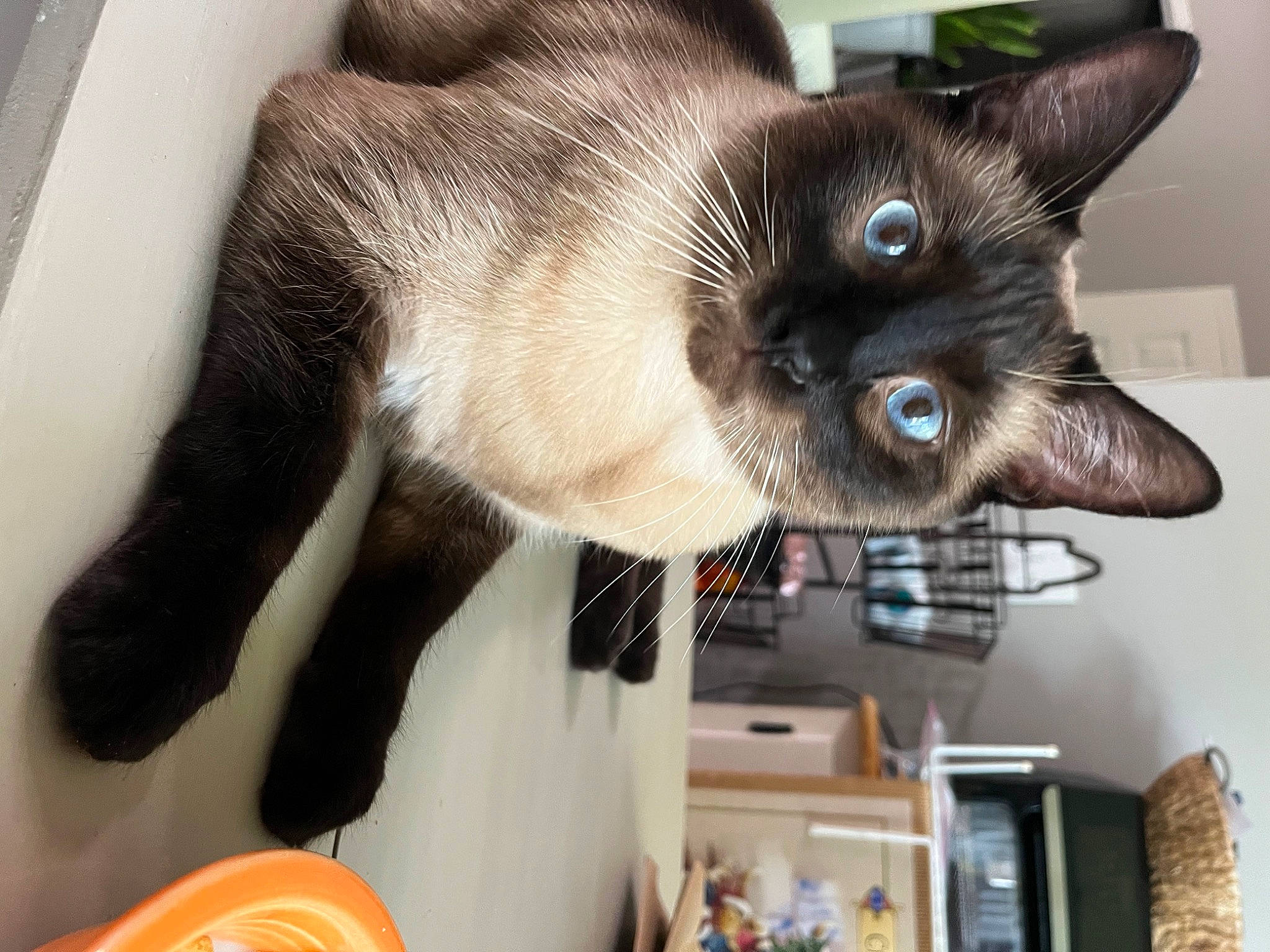 Griffin is registered to the contest to win money with this photo: balinese, bookcase, carnivore, cat, domestic_short_haired_cat, fawn, felidae, fur, picture_frame, room, shelf, siamese, small_to_medium_sized_cats, snout, tail, thai, whiskers