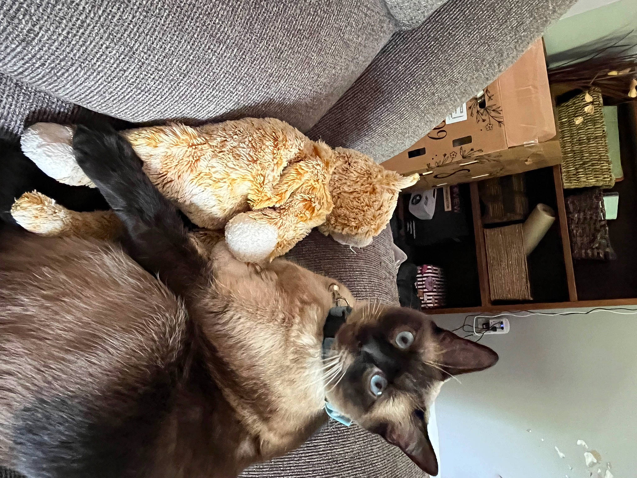 Griffin is registered to the contest to win money with this photo: carnivore, cat, claw, comfort, domestic_short_haired_cat, fashion_accessory, fawn, felidae, fur, linens, metal, room, siamese, small_to_medium_sized_cats, tail, terrestrial_animal, thai, whiskers, wood, working_animal