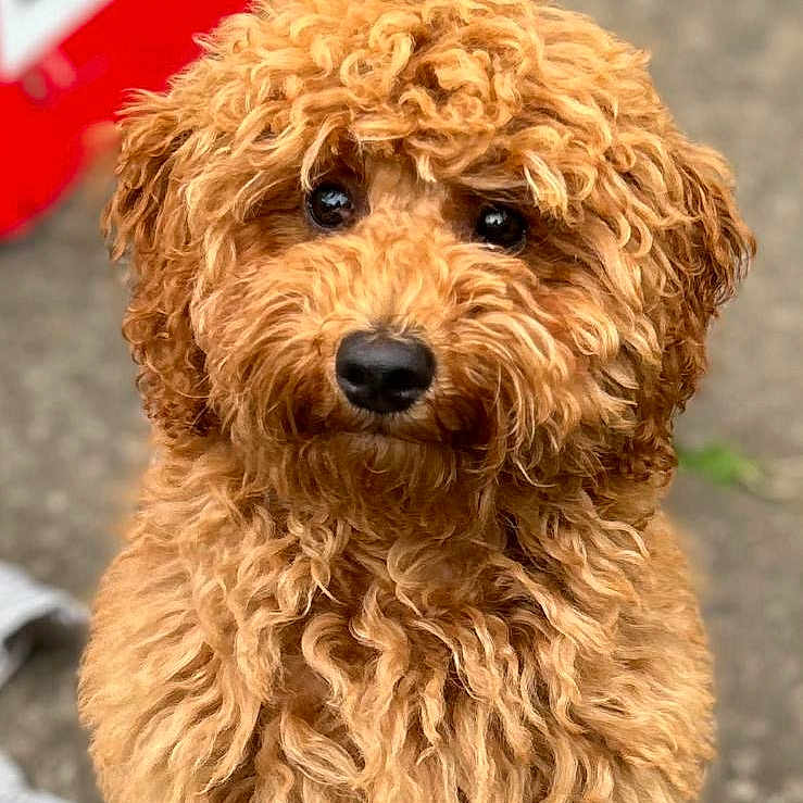 Lily is registered to the contest to win money with this photo: animal, bison, canine, cockerspaniel, dog, pet, poodle, puppy, roadsign, sign, symbol, terrier, whitedog