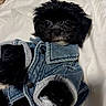 Koño is registered to the contest to win money with this photo: dog, puppy, black_dog, small_dog, pet, animal, portrait, denim_jacket, clothing, sleeves, bed, bedding, indoors, black_fur, fluffy, looking_at_camera, cute, fashion, close_up, cozy