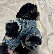 Koño is registered to the contest to win money with this photo: dog, puppy, black_dog, small_dog, pet, animal, canine, denim_jacket, clothing, dressed_pet, white_bedding, bed, indoors, portrait, looking_away, fluffy_fur, black_fur, cute, fashionable, cozy