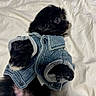 dog, puppy, black_dog, small_dog, pet, animal, canine, denim_jacket, clothing, dressed_pet, white_bedding, bed, indoors, portrait, looking_away, fluffy_fur, black_fur, cute, fashionable, cozy