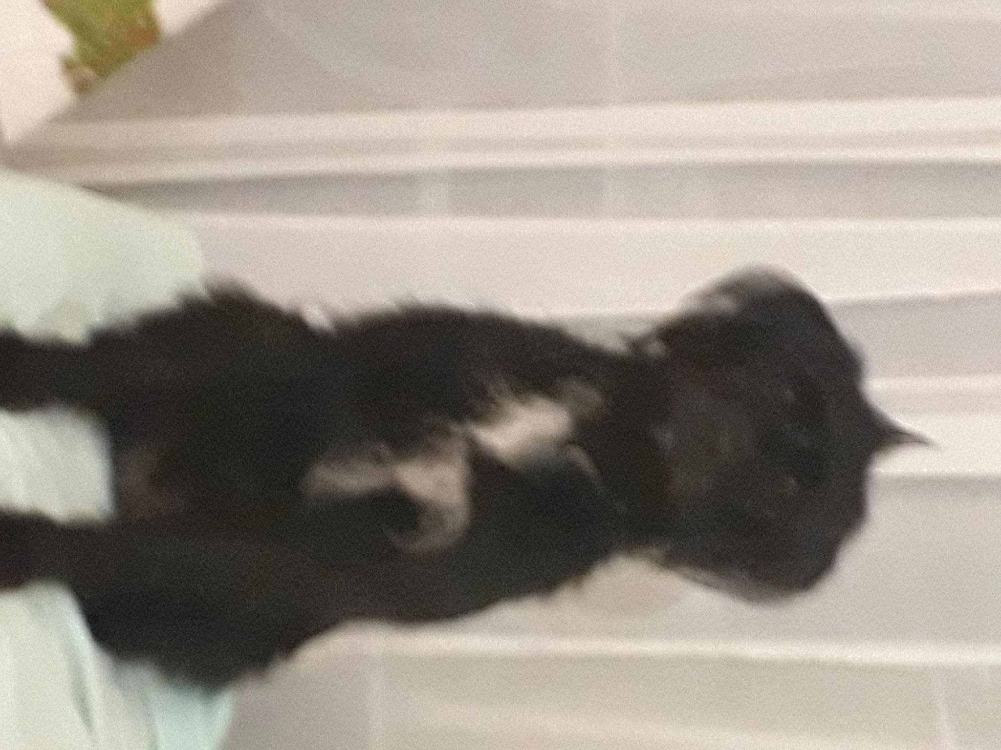 Ohara a rejoint le concours — aidez-le/la à gagner de superbes lots ! black_cat, canidae, carnivore, cat, dog_breed, domestic_short_haired_cat, eye, felidae, fur, gesture, head, leg, paw, small_to_medium_sized_cats, snout, sporting_group, tail, tints_and_shades, whiskers, window