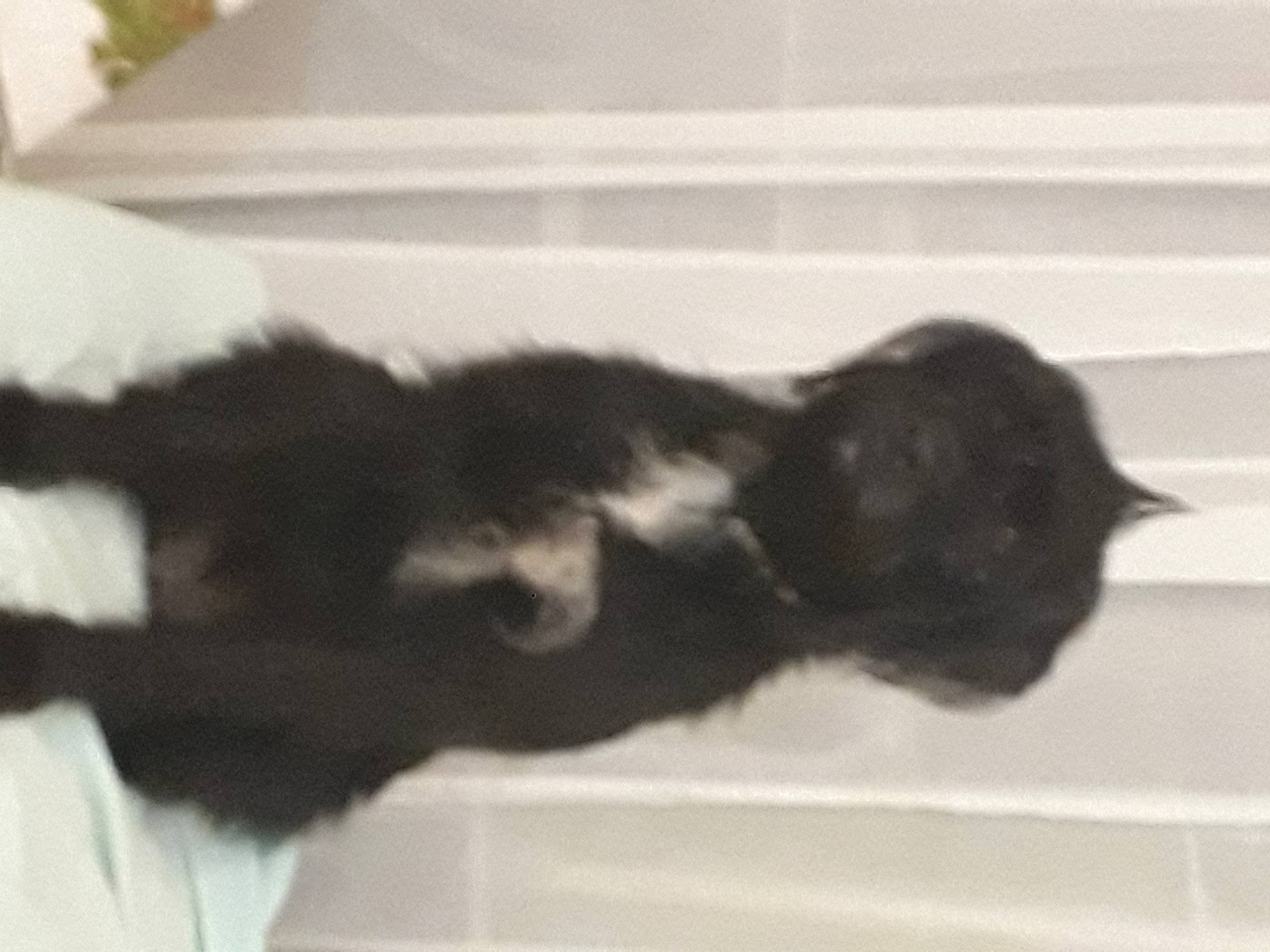 Ohara participe au concours pour gagner de l'argent avec cette photo : black_cat, canidae, carnivore, cat, claw, dog_breed, domestic_short_haired_cat, ear, eye, felidae, fur, gesture, natural_material, paw, small_to_medium_sized_cats, snout, sporting_group, tail, terrestrial_animal, whiskers