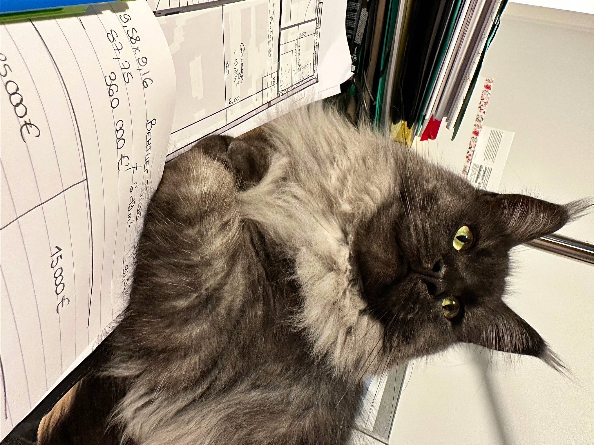 Shaman participe au concours pour gagner de l'argent avec cette photo : black_cat, carnivore, cat, claw, domestic_short_haired_cat, ear, felidae, font, fur, paw, small_to_medium_sized_cats, snout, tail, terrestrial_animal, whiskers