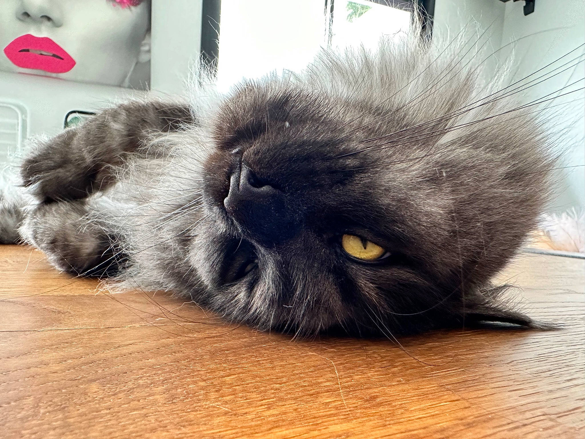 Shaman a rejoint le concours — aidez-le/la à gagner de superbes lots ! black_cat, carnivore, cat, claw, comfort, fawn, felidae, flooring, fur, grey, hardwood, nap, paw, small_to_medium_sized_cats, snout, table, tail, terrestrial_animal, whiskers, wood