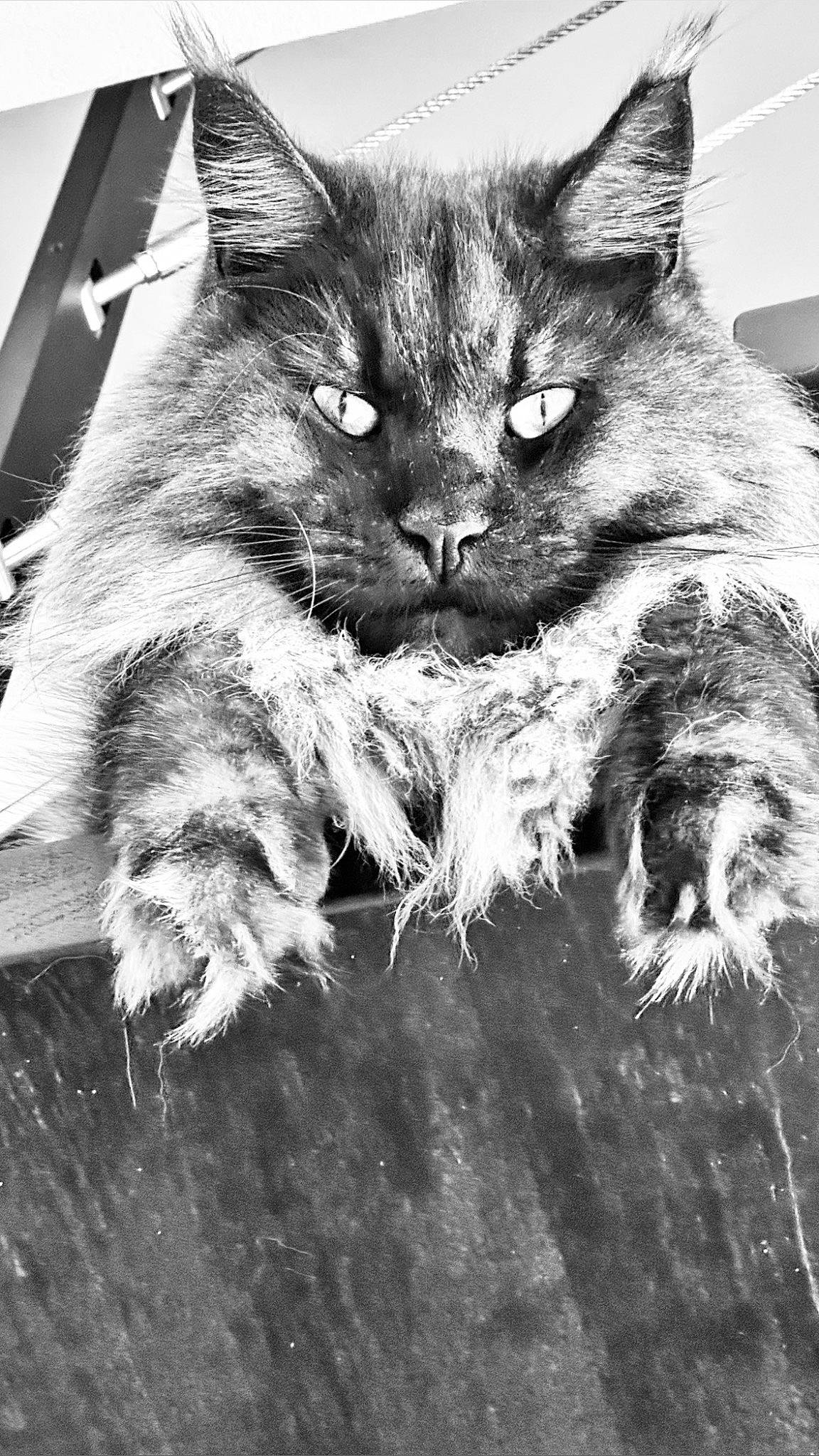 Shaman a rejoint le concours — aidez-le/la à gagner de superbes lots ! black_and_white, carnivore, cat, claw, domestic_short_haired_cat, felidae, fur, grey, monochrome, monochrome_photography, paw, sitting, small_to_medium_sized_cats, snout, still_life_photography, style, tail, terrestrial_animal, whiskers, wood